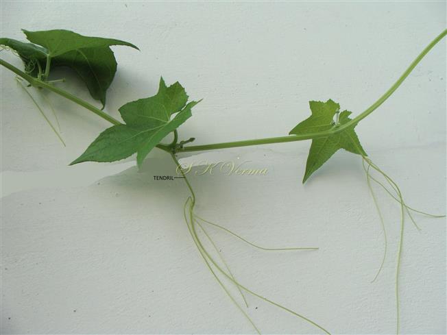  Branch
